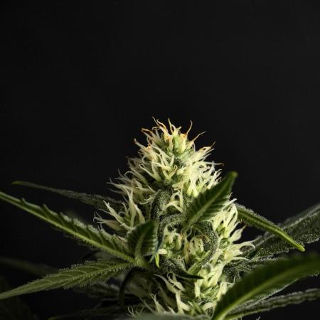 Pink Rosay Auto By Zamnesia Pheno A