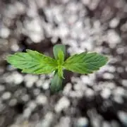 Cosmic Noodles a Zamnesia Dish