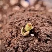 Skywalker OG Legends of the 12/12 Galaxy