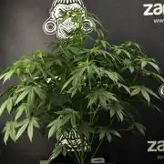 Passion Fruitz By Zamnesia