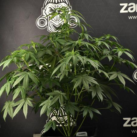 Passion Fruitz By Zamnesia