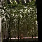 Blue Waffle F1 Zamnesia Pheno A