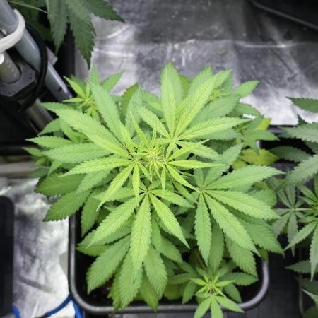 Blueberry  Muffin by Zamnesia Pheno A