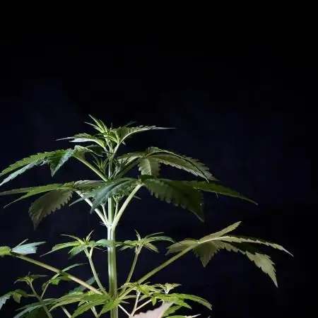 BlueBerry by Zamnesia Seeds