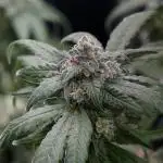 White Widow @Zamanesia-Playing classics