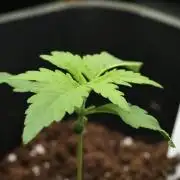 Pink Rosay Auto By Zamnesia Pheno A