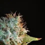 God father OG By Zamnesia Pheno A