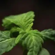 Pheno B Pink Rosay Auto By Zamnesia