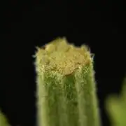 Pheno B Pickle Lemon Haze F1 Zamnesia