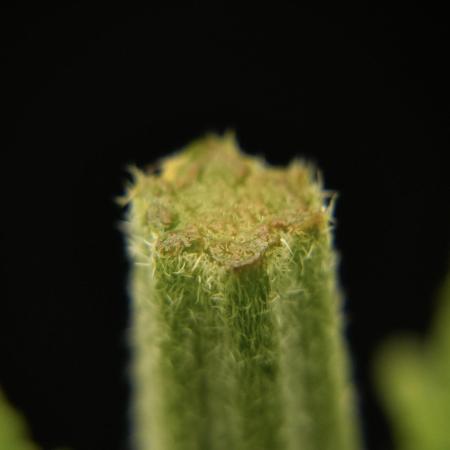Pheno B Pickle Lemon Haze F1 Zamnesia