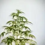 BlueBerry by Zamnesia Seeds