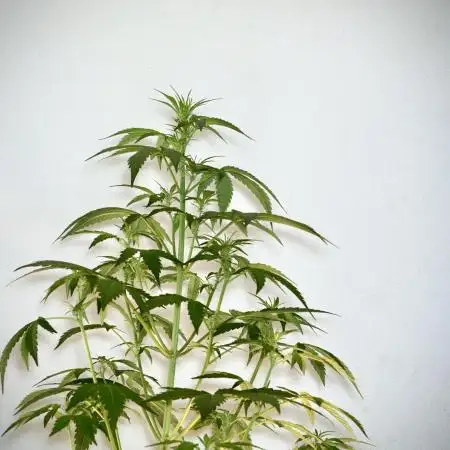 BlueBerry by Zamnesia Seeds