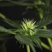 Pheno B Frosted Guava Auto By Zamnesia