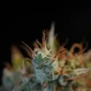 Amnesia Haze Auto by Zamnesia Pheno A