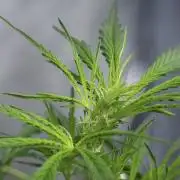 Purple CousKush Auto By Zamnesia Pheno A