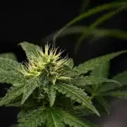 Pheno B Cash Express By Zamnesia