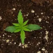 Amnesia Haze Auto by Zamnesia Pheno A