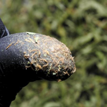 The one Mango Kush – Zamnesia Seeds