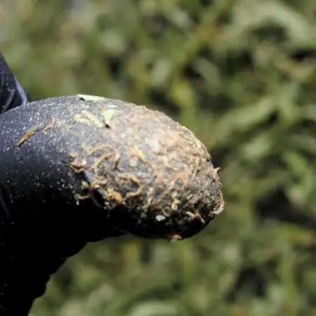 The one Mango Kush – Zamnesia Seeds