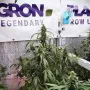 Black Diamond Auto By Zamnesia Pheno A