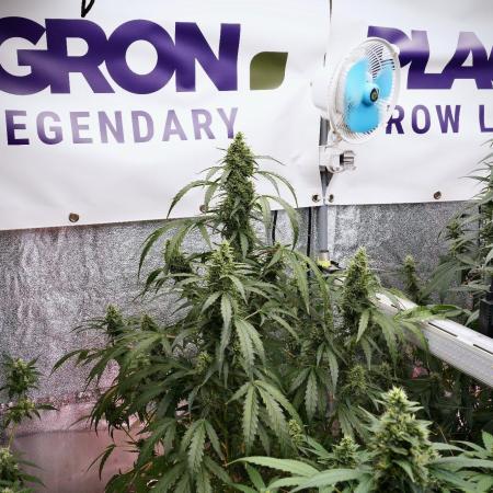 Black Diamond Auto By Zamnesia Pheno A