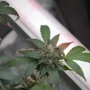 Pheno B Frosted Guava Auto By Zamnesia