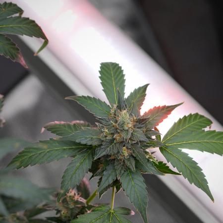 Pheno B Frosted Guava Auto By Zamnesia