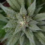 Pheno B Pink Rosay Auto By Zamnesia