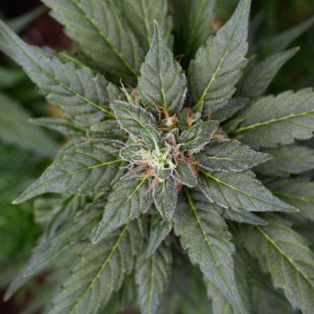Pheno B Pink Rosay Auto By Zamnesia