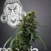 Pheno B Cash Express By Zamnesia