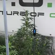 Amnesia Haze Auto by Zamnesia Pheno A
