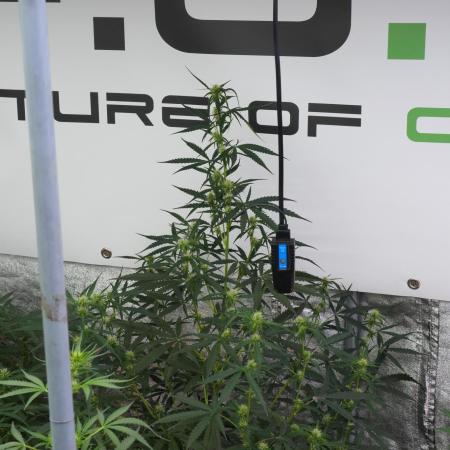 Amnesia Haze Auto by Zamnesia Pheno A