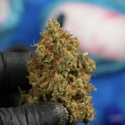 Skywalker OG Legends of the 12/12 Galaxy