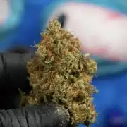 Skywalker OG Legends of the 12/12 Galaxy