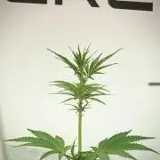 Catching The Ghost Train Haze @ Zamnesia