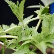 SOUR DIESEL-The Ascension of a Legend