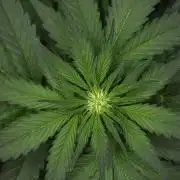 Pheno B Pink Rosay Auto By Zamnesia
