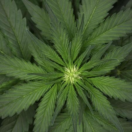 Pheno B Pink Rosay Auto By Zamnesia