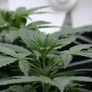 Amnesia Haze Auto by Zamnesia Pheno A