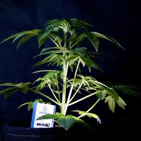 The Classic Super Silver Haze @Zamnesia