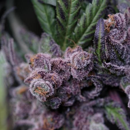 White Widow @Zamanesia-Playing classics