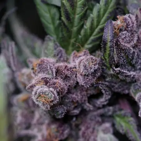 White Widow @Zamanesia-Playing classics