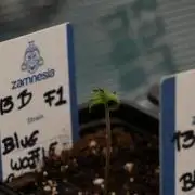 Pheo B Blue Waffle Haze F1 Zamnesia