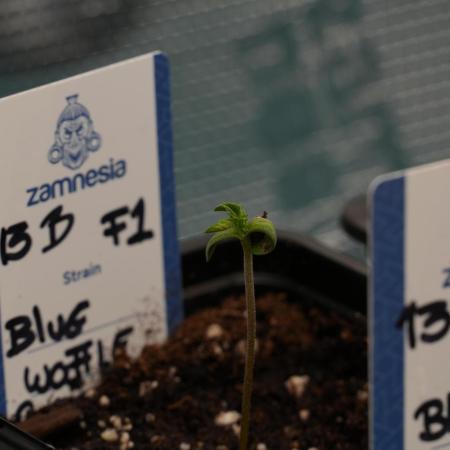 Pheo B Blue Waffle Haze F1 Zamnesia