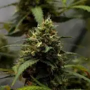 Purple CousKush Auto By Zamnesia Pheno A