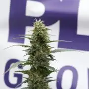 Pheno B God father OG By Zamnesia
