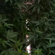 Frosted Guava Auto By Zamnesia Pheno A
