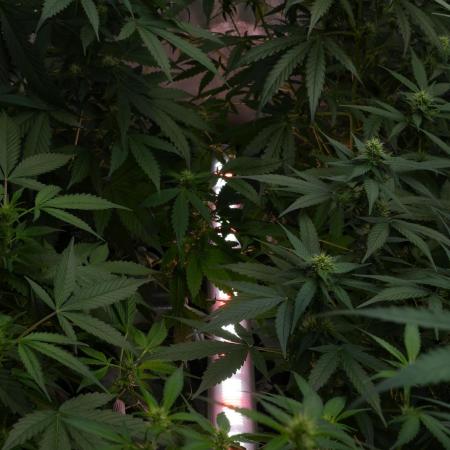 Frosted Guava Auto By Zamnesia Pheno A