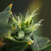Frosted Guava Auto By Zamnesia Pheno A