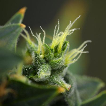 Frosted Guava Auto By Zamnesia Pheno A